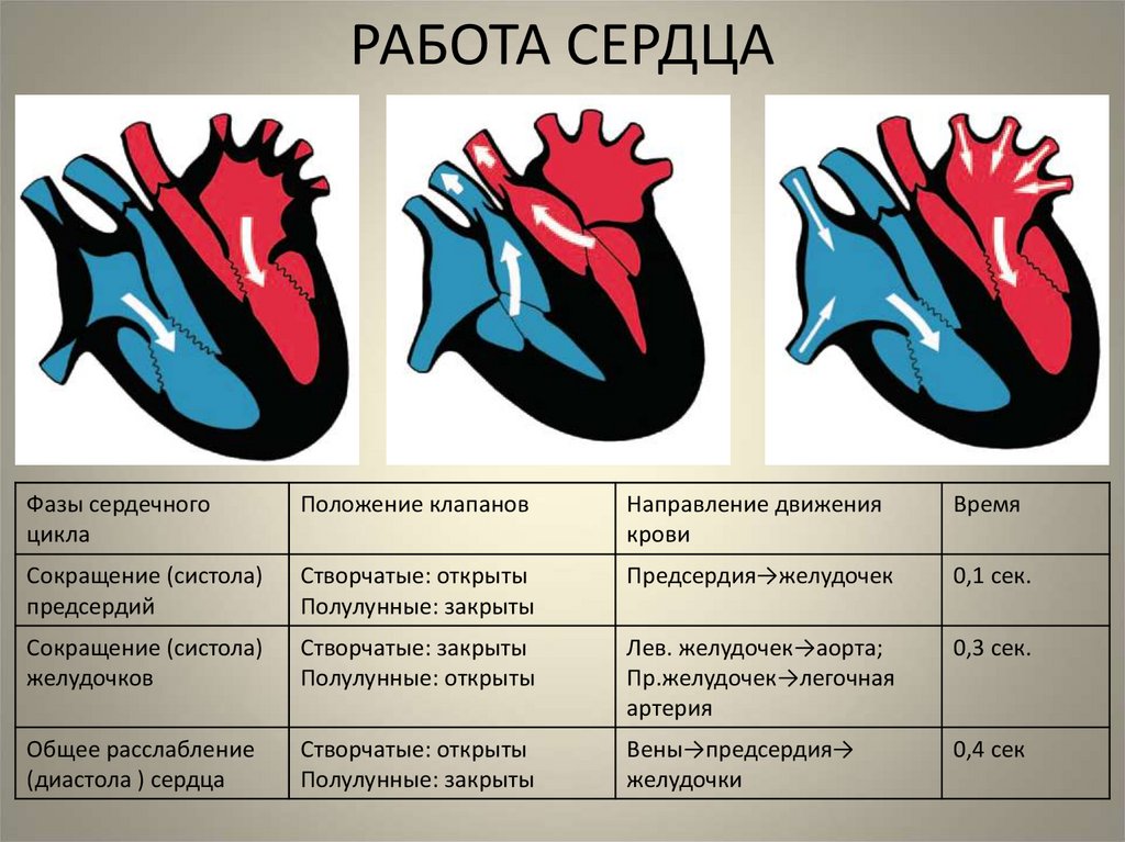 Направление движения крови вен. Систола желудочков вторая фаза сердечного цикла. Сердечный цикл клапаны схема. Работа сердца. Работа сердца сердечный цикл.