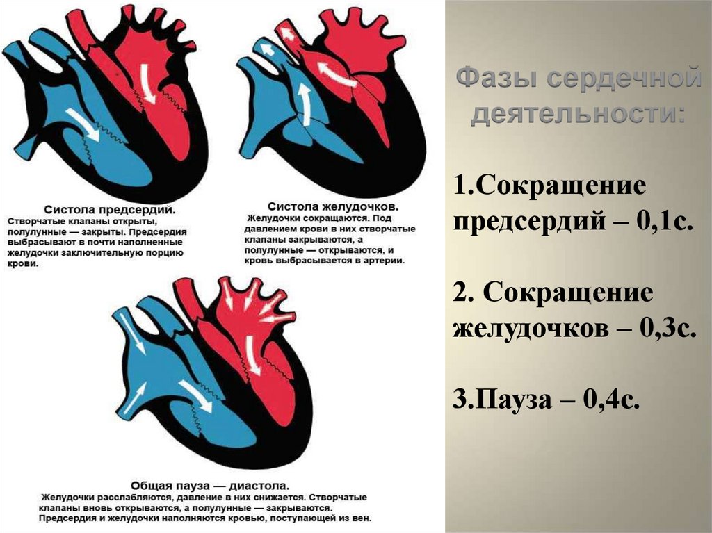 Во время систолы предсердий открыты. Сердечный цикл 3 фаза гемодинамика. Фазы сердечной деятельности. Строение сердца систола диастола. Строение фазы сердечного цикла.