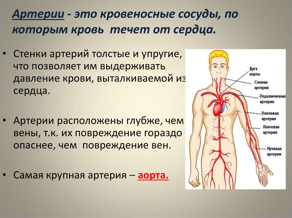 У каких животных тело снабжается артериальной кровью
