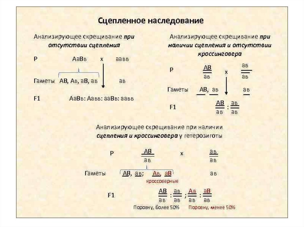 Кроссинговер егэ биология