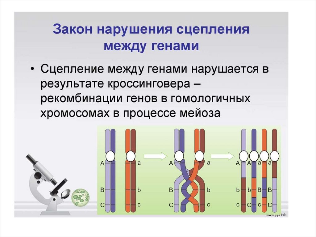 Сцепленное наследование генов презентация