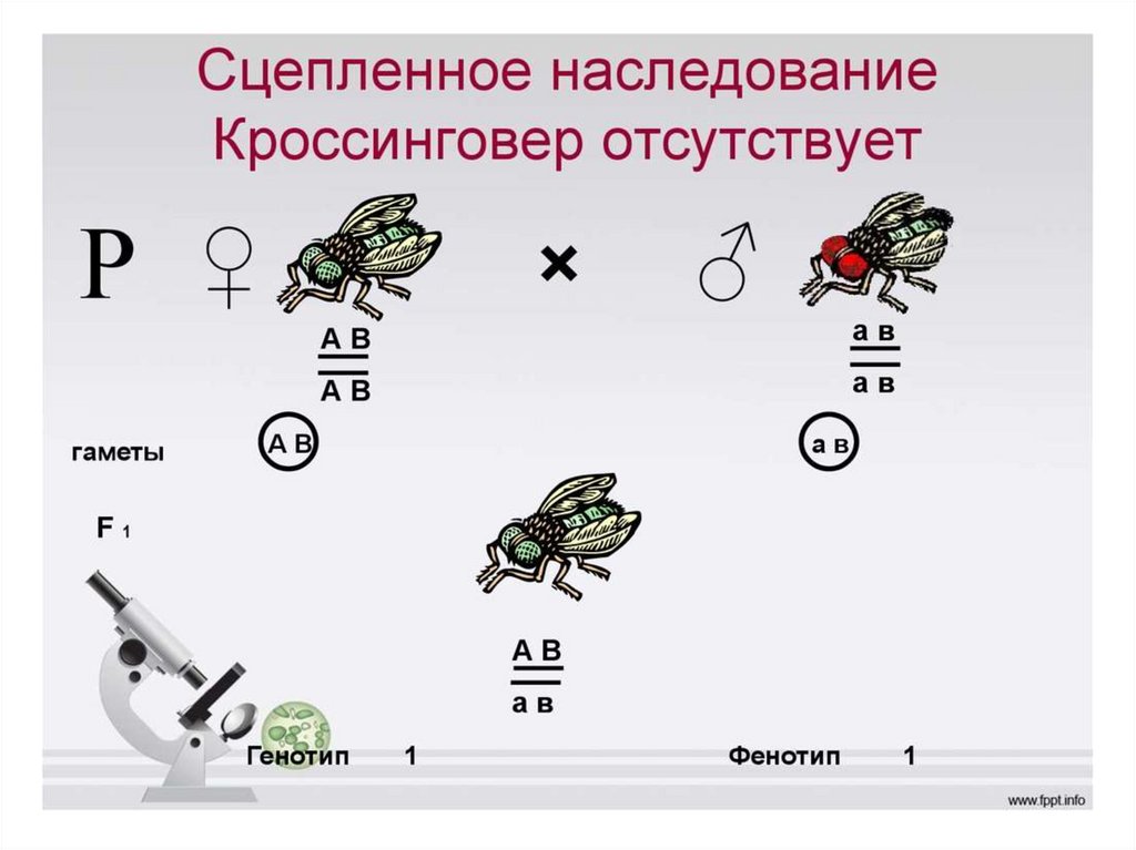 Сцепленное наследование генов презентация