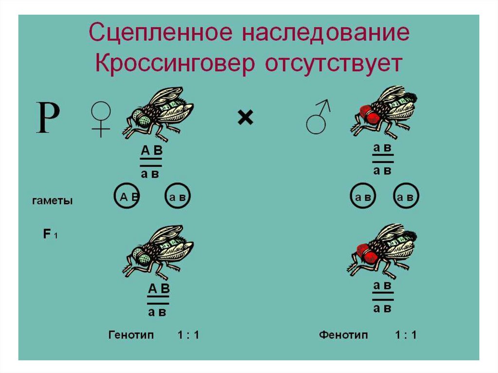 Презентация решение задач на сцепленное с полом наследование 10 класс