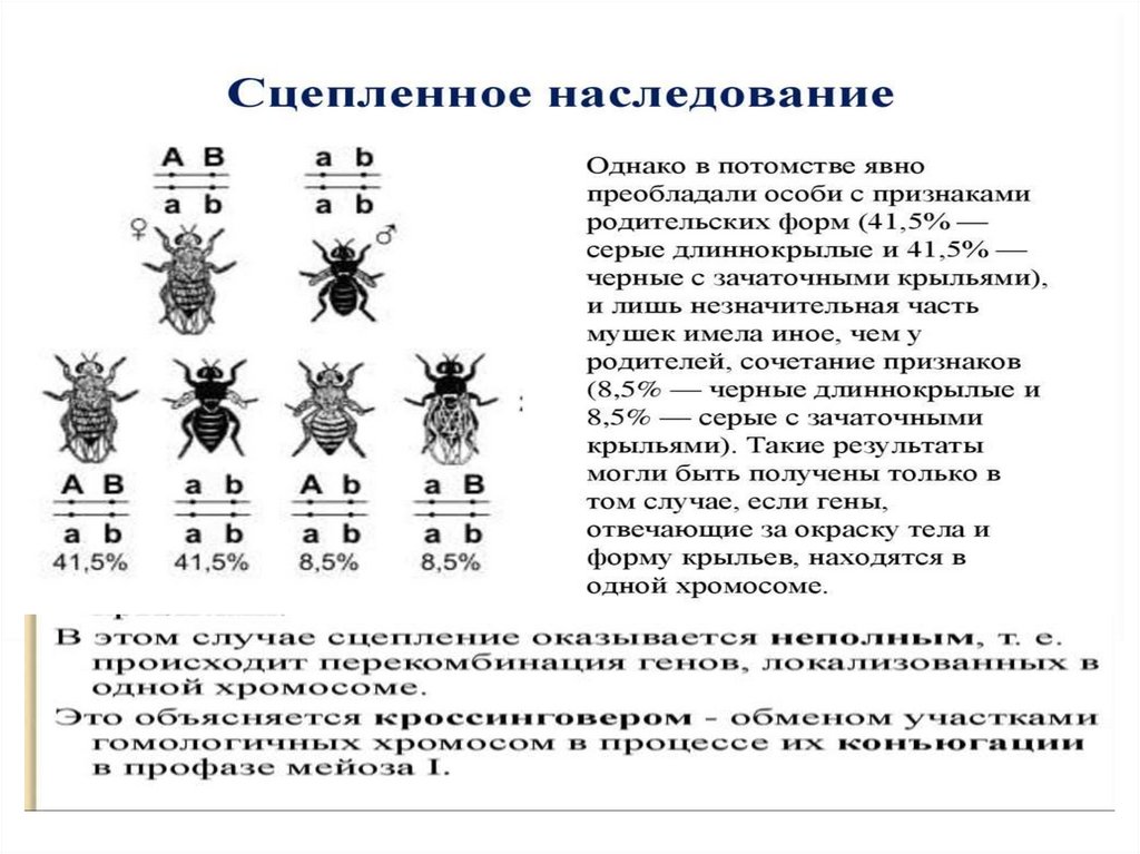 Сцепленное наследование генов презентация 9 класс