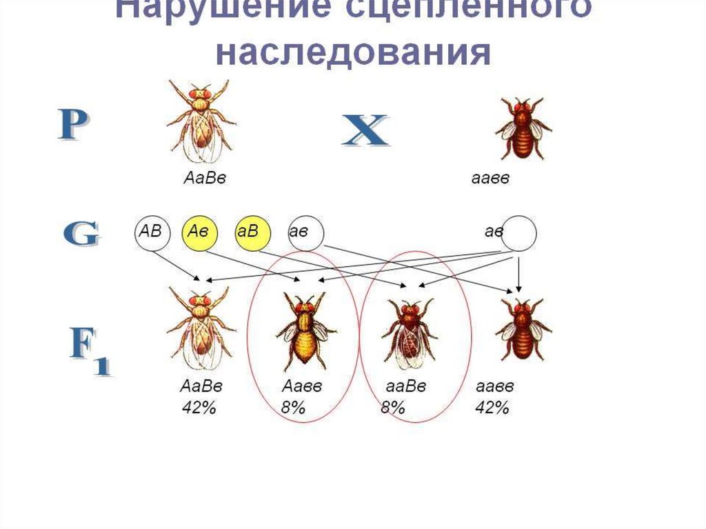 Полное и неполное сцепление генов презентация