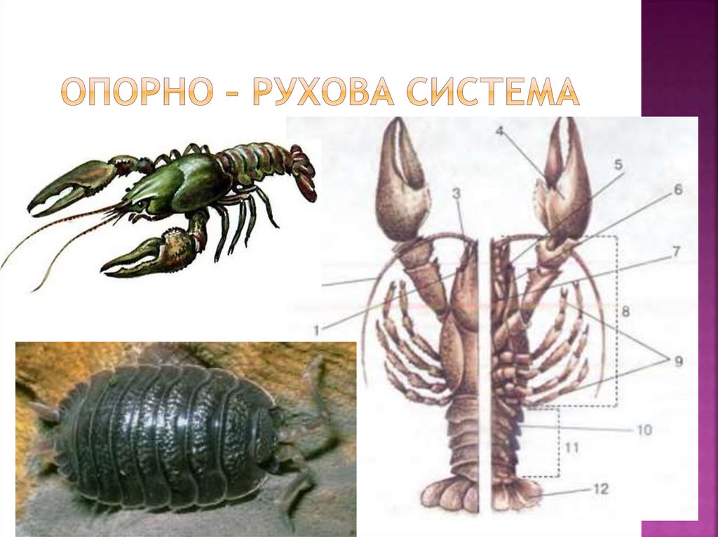 Опорно – рухова система