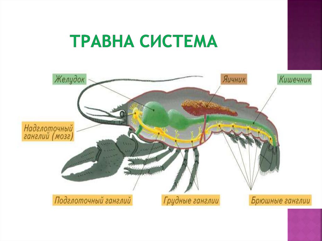 Травна система