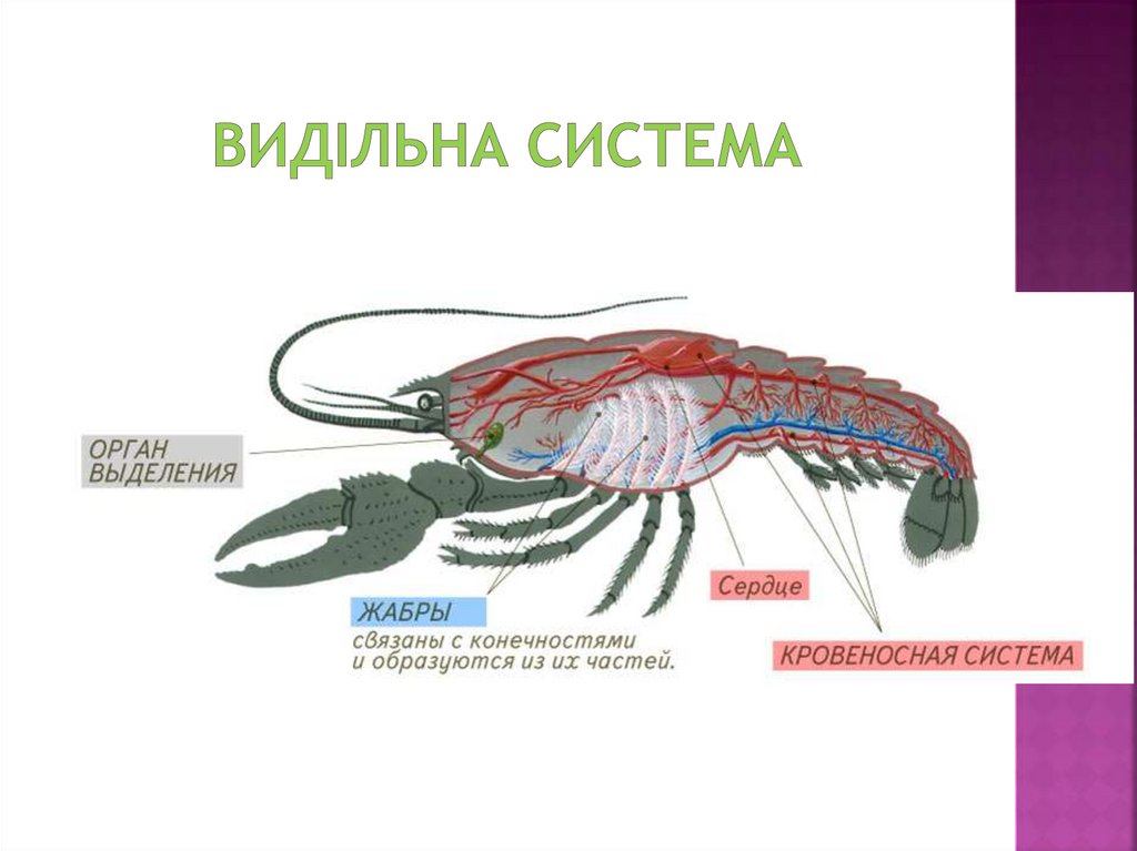 Видільна система