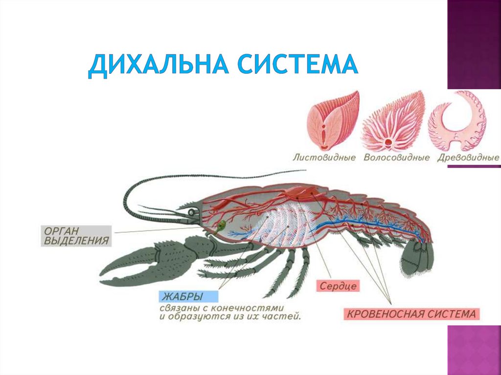 Дихальна система