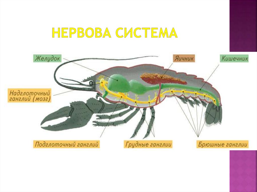 Нервова система