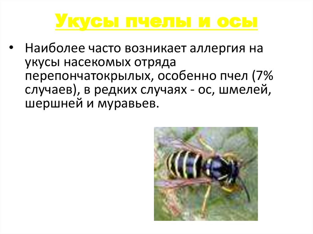 Снять укус пчелы. Укусы перепончатокрылых насекомых. Укус осы и пчел пчелы. Первая помощь при укусах пчел и ОС. Укусы насекомых пчел ОС шмелей.