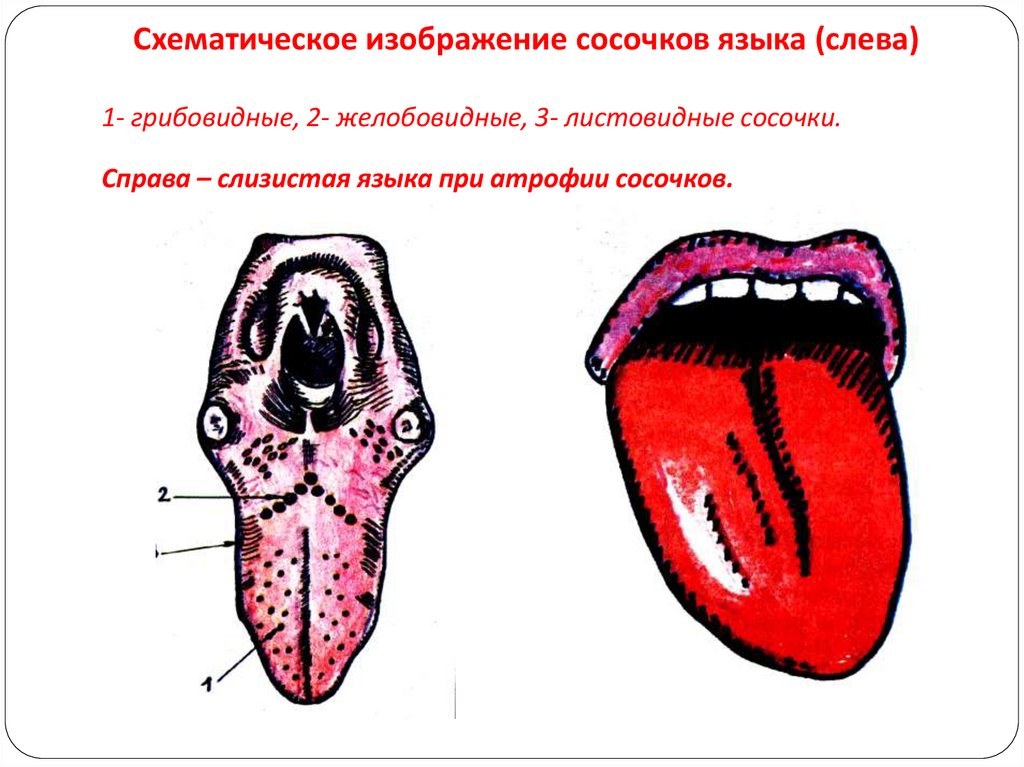 Желобовидный сосочек языка. Человеческий язык рисунок.