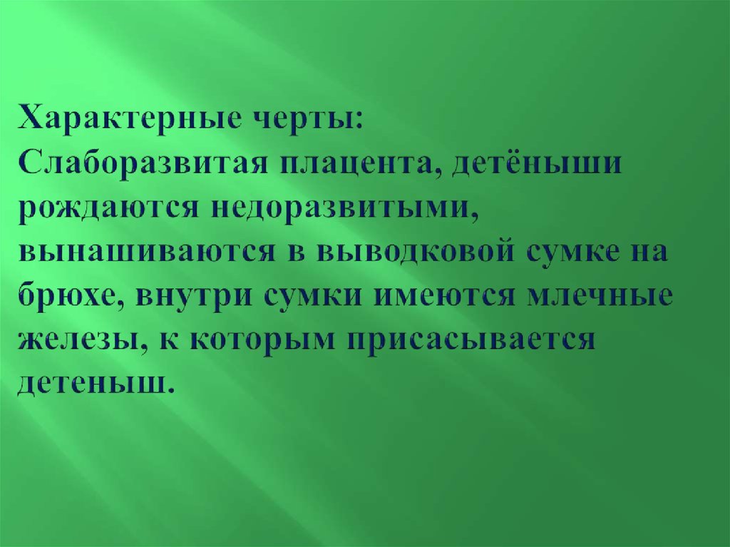 Характерные черты: Слаборазвитая плацента, детёныши рождаются недоразвитыми, вынашиваются в выводковой сумке на брюхе, внутри