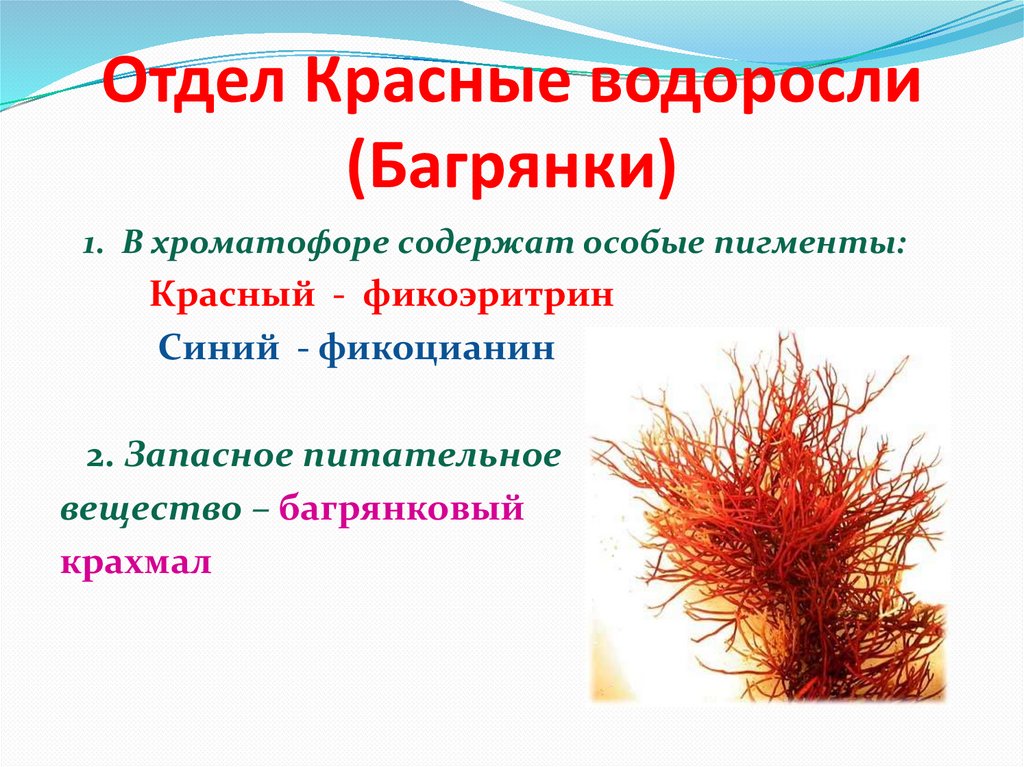 Красной водорослью является. Водоросли отдела багрянки. Красные водоросли фикоэритрин. Фотосинтезирующие пигменты красных водорослей. Запасные вещества красных водорослей.