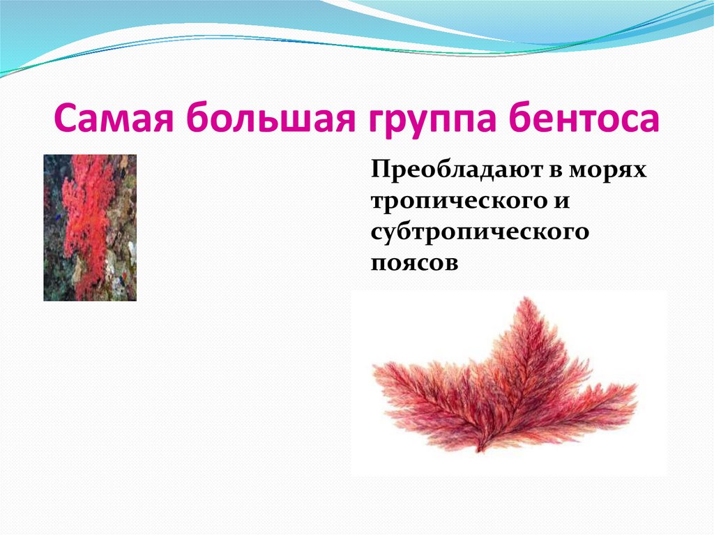 Какие водоросли образуют. Презентация красные водоросли багрянки. Красные водоросли багрянки рисунок. Красные водоросли бентос очень кратно.