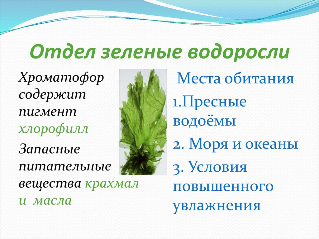 Обитания зеленых водорослей. Пигменты зеленых водорослей. Chlorophyta отдел зелёные водоросли. Зеленые водоросли 7 класс. Зелёные водоросли характеристика.