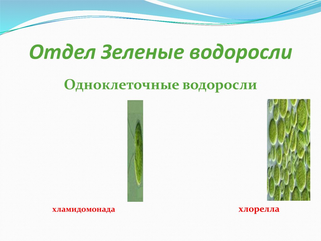 Отдел зеленые водоросли представители. Chlorophyta отдел зелёные водоросли. Представителя отдела зеленые водоросли-хлореллы. Зеленые водоросли презентация. Отдел зеленые водоросли 7 класс.