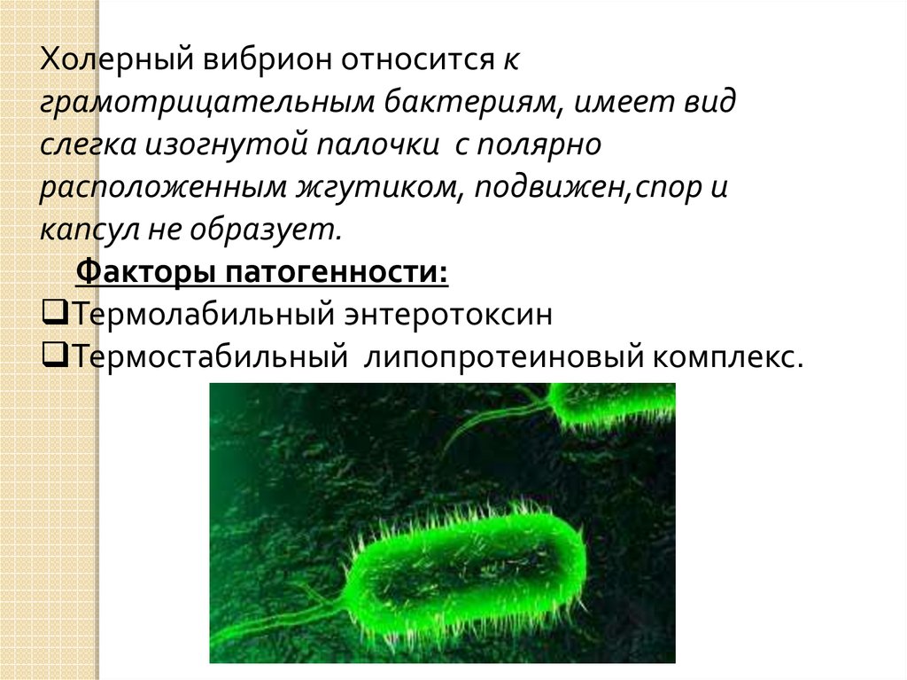 Какой тип питания характерен для коровы изображенной на рисунке обоснуйте свой ответ