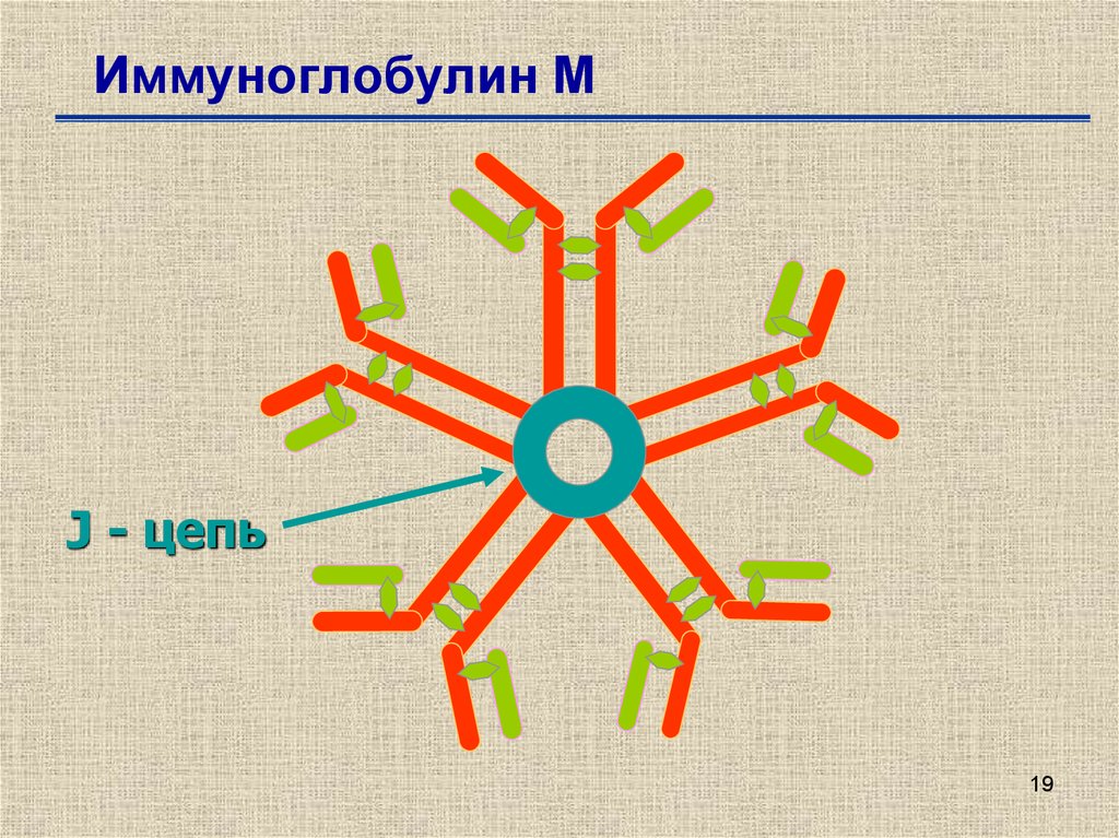 Иммуноглобулины вырабатываются. Иммуноглобулин м. Структура иммуноглобулина м. Иммуноглобулин класса м. Иммуноглобулин m строение.