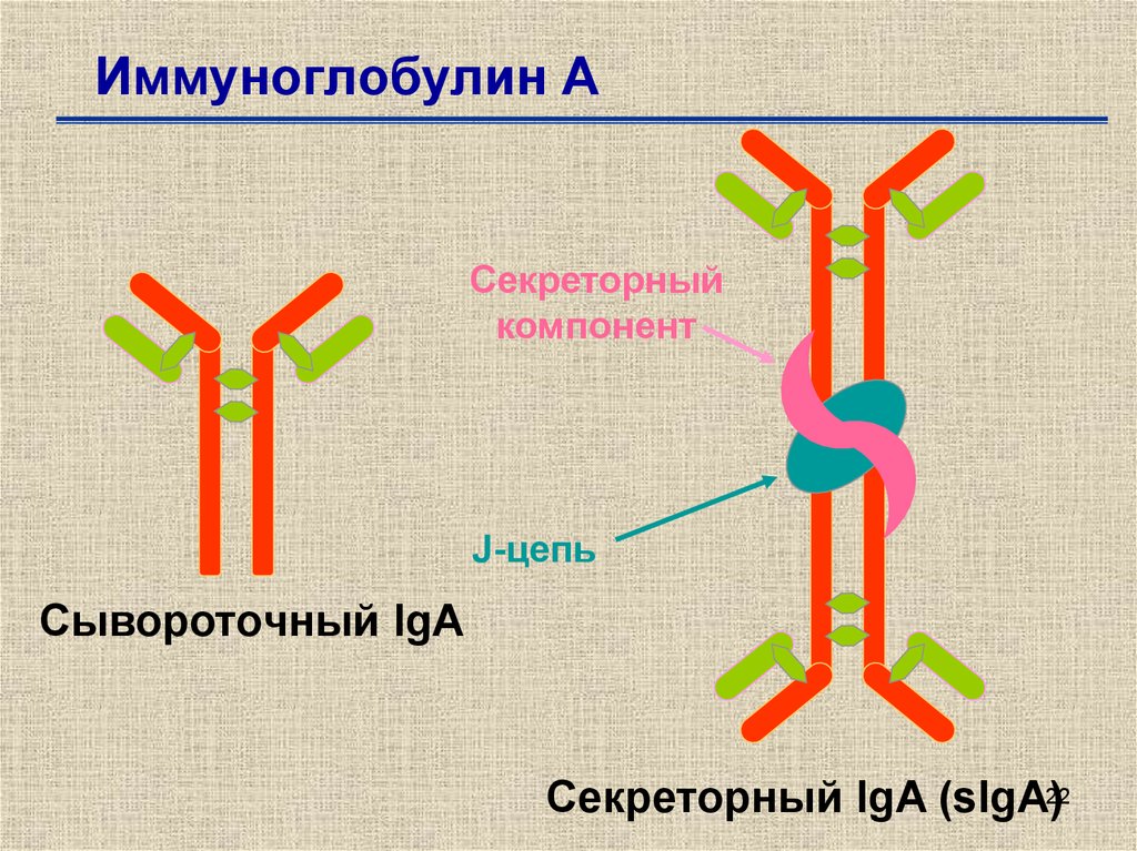 Иммуноглобулин слизистых оболочек. Структура иммуноглобулина iga. Схема строения секреторного иммуноглобулина а. Iga антитела строение. Секреторный иммуноглобулин а1.