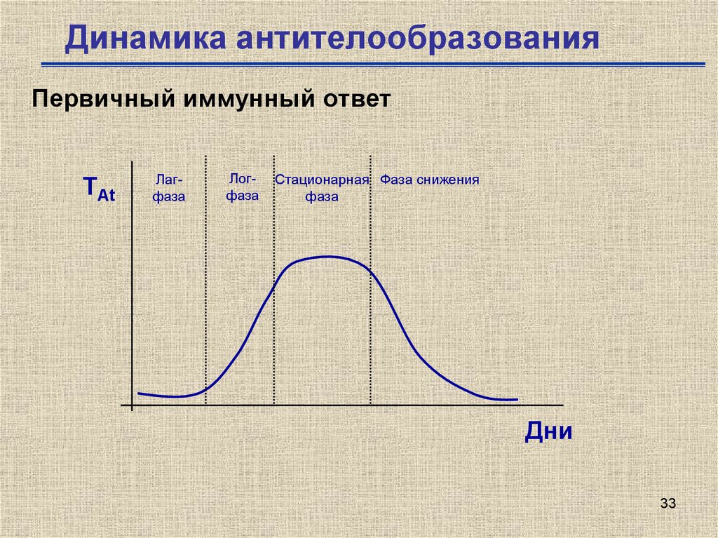 Динамика ответов. Динамика накопления антител. Динамика продукции антител при первичном и вторичном иммунном ответе. Динамика антителообразования. Фазы образования антител.