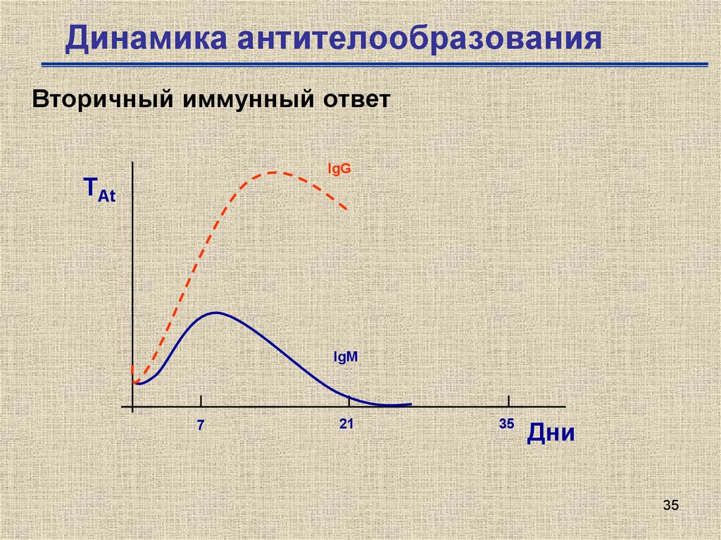 Динамика ответов. Динамика накопления антител. Динамика антителообразования при первичном и вторичном иммунном. Антитела динамика антителообразования. Динамика накопления антите.