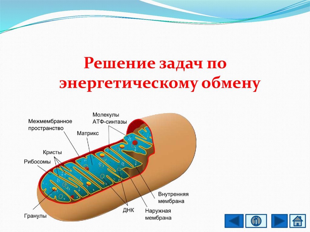 Задачи по энергетическому обмену. Решение задач на энергетический обмен. Межмембранное пространство. Задачи энергообмен.