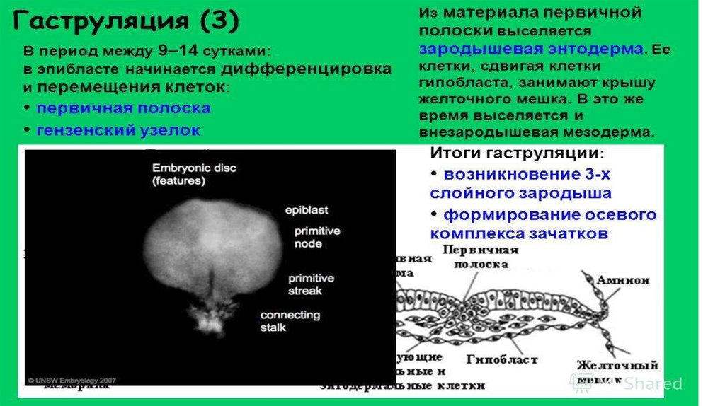 Как включаются и выключаются гены в ходе эмбриогенеза ответ оформите в виде таблицы или схемы