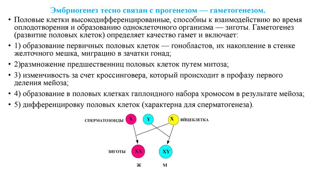 Эмбриогенез это