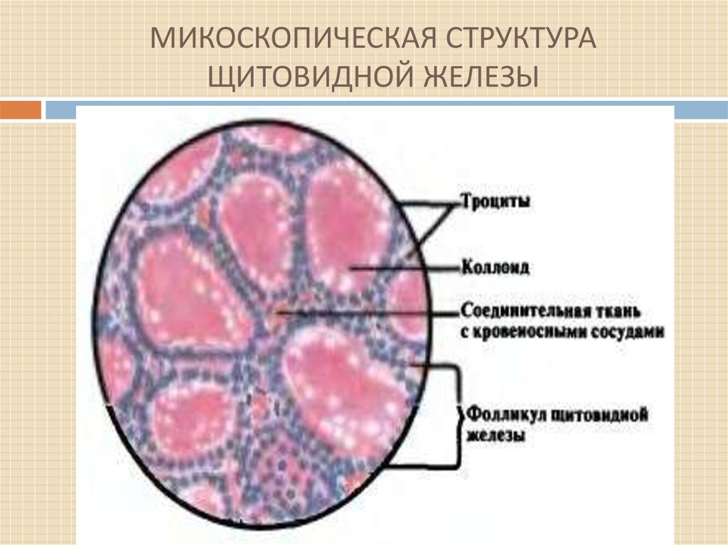 Структура щитовидной железы. Внутреннее строение щитовидной железы анатомия. Строение ткани щитовидной железы. Щитовидная железа строение без подписей. Состав щитовидной железы.