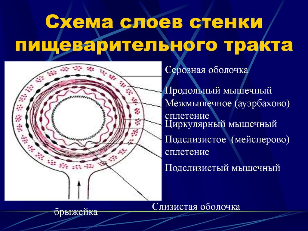 Ауэрбахово сплетение