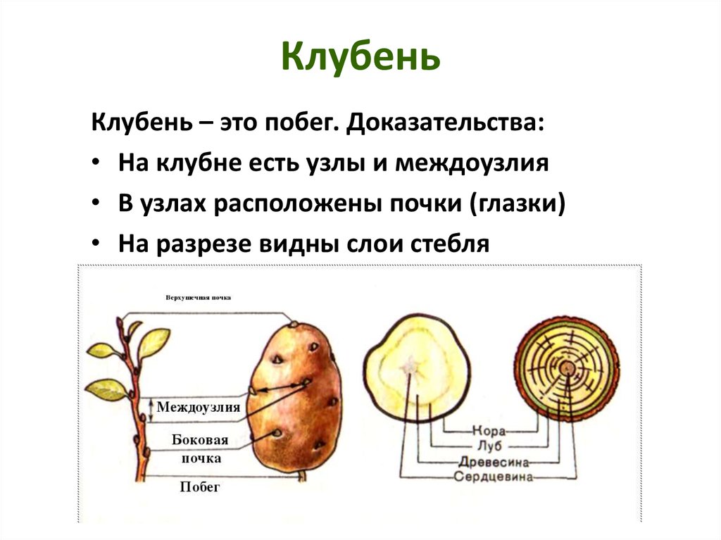 Побеговую природу клубня картофеля доказывает осевое строение