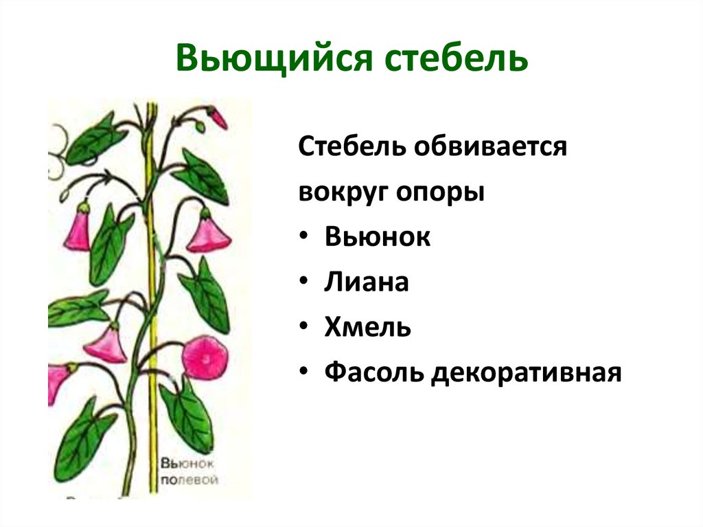 Функции стебля 6 класс. Стебель растения травянистый вьющийся. Вьющиеся стебли. Растения с вьющимся стеблем. Вьющийся стебель примеры.
