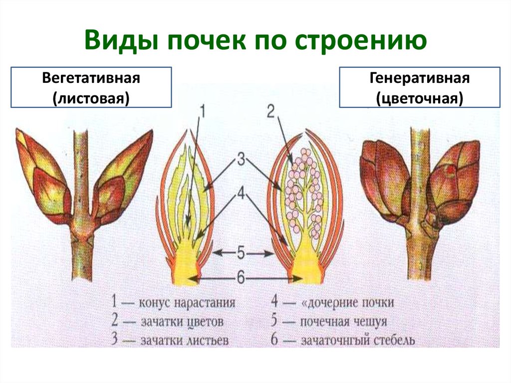 Какую функцию выполняет генеративная почка у растений. Строение вегетативной листовой почки. Строение почки и побега. Схема строения почки растения. Строение цветочной почки.