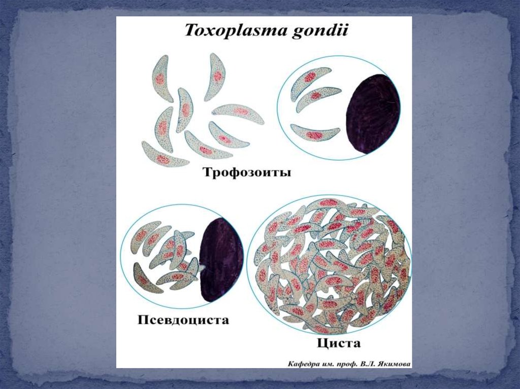 Токсоплазмоз микробиология презентация