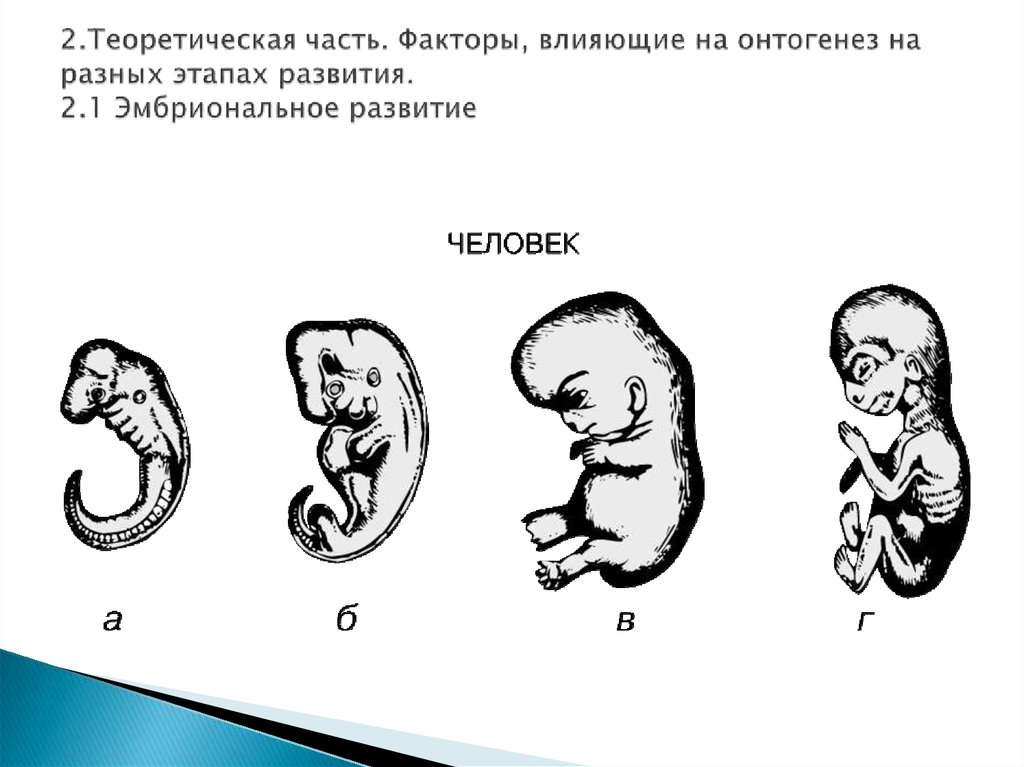 Онтогенез 2 стадия. Эмбриональный онтогенез схема. Факторы влияющие на эмбриональное развитие. Периоды онтогенеза сроки внутриутробного развития. Стадии развития человека эмбриональное развитие.