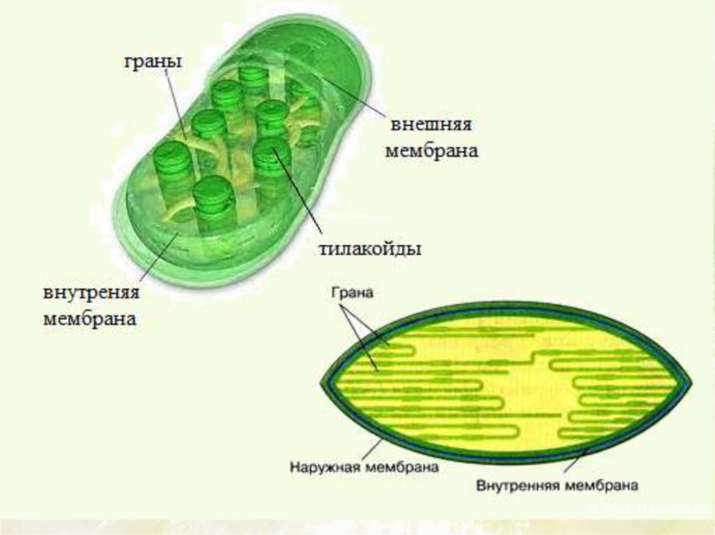 Какой буквой на рисунке обозначен хлоропласт