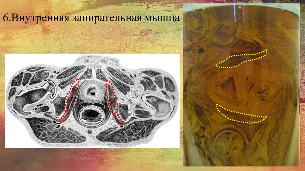 6.Внутренняя запирательная мышца