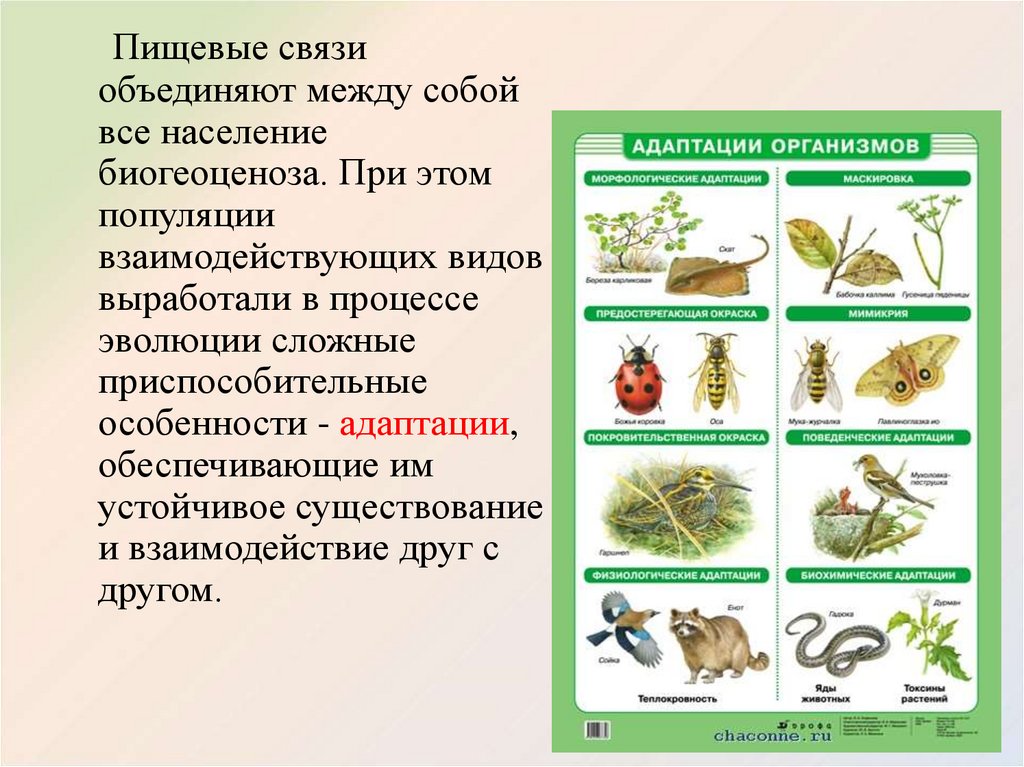 Пищевые связи в экосистеме 9 класс презентация