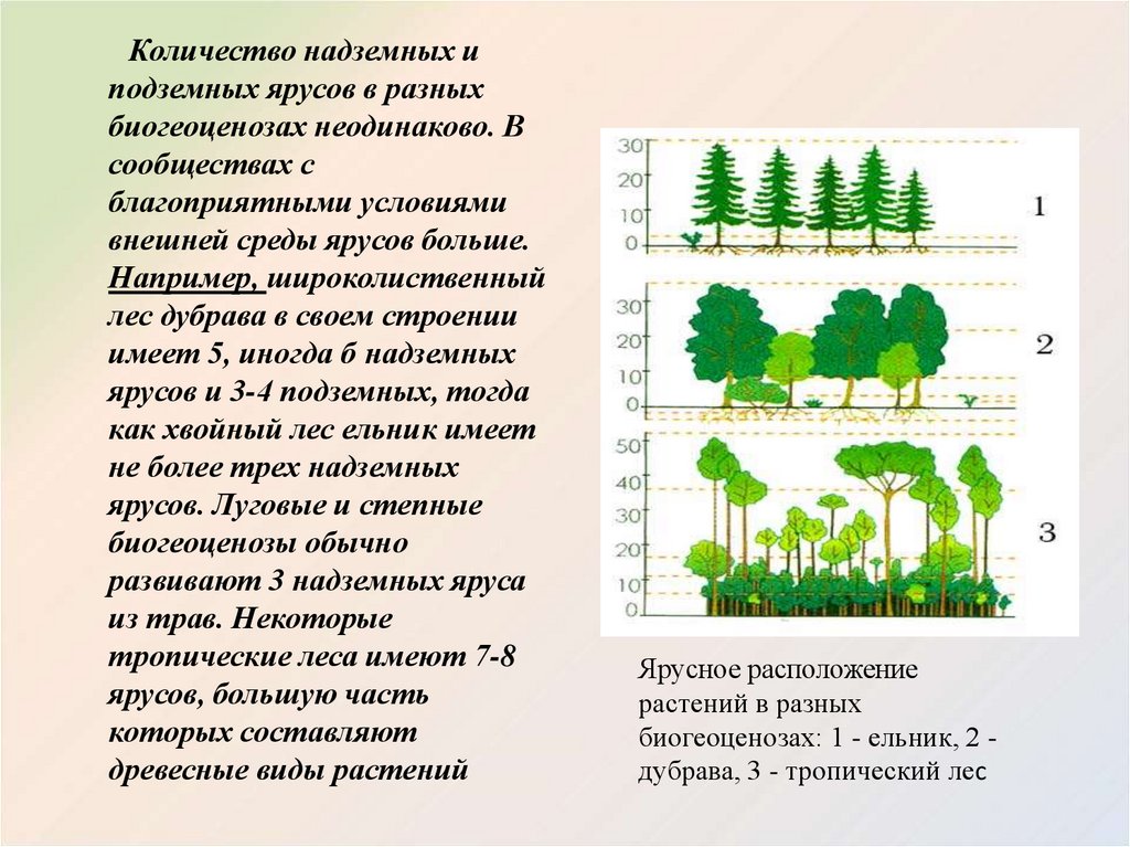 Биология 7 класс тема структура растительного сообщества. Ярусность лесного фитоценоза. Пространственная структура экосистемы ярусность. Ярусность растений 6 класс биология. Ярусность в биоценозе лиственного леса.