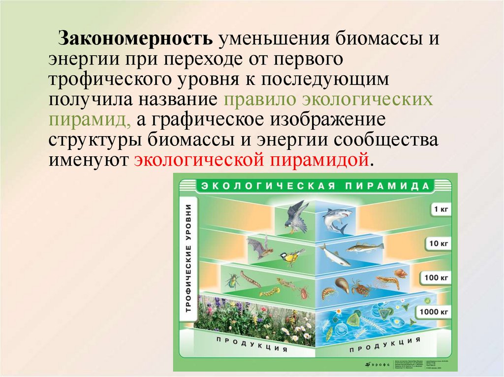 Биомасса каждого трофического уровня. Экологическая пирамида биомассы. Пирамида трофических уровней. Пирамида биомассы и энергии. Снижение биомассы.