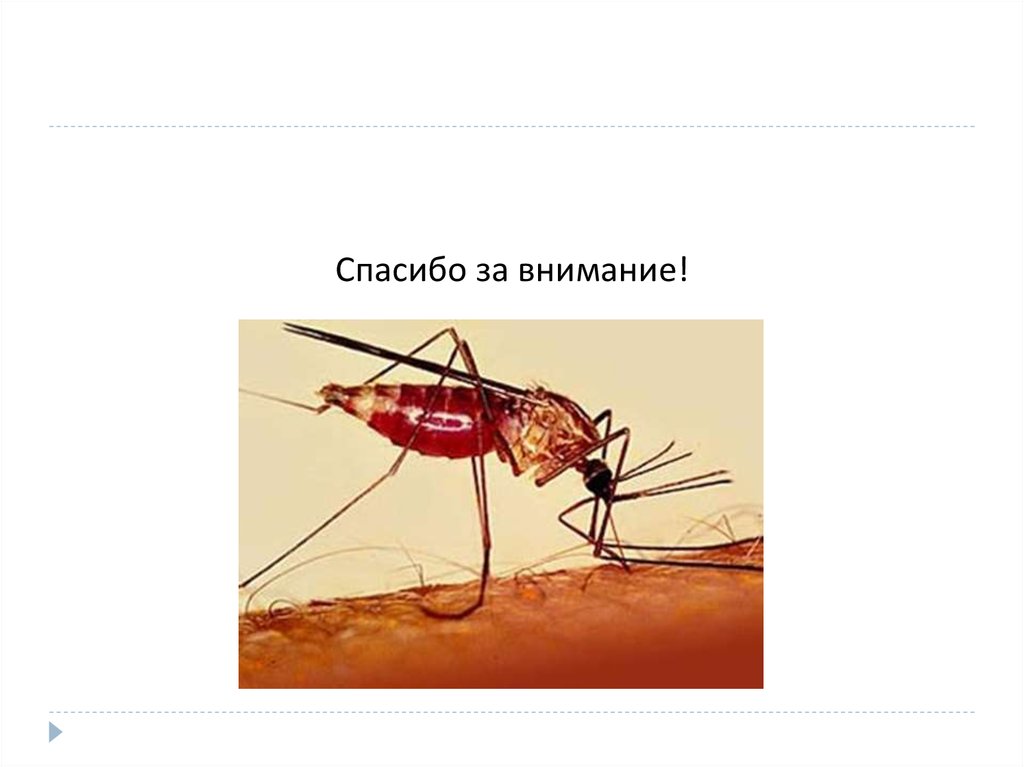 Малярийная муха. Малярийный комар под микроскопом. Малярийный комар последствия. Малярийный комар где обитает. Малярийный комар опасен.