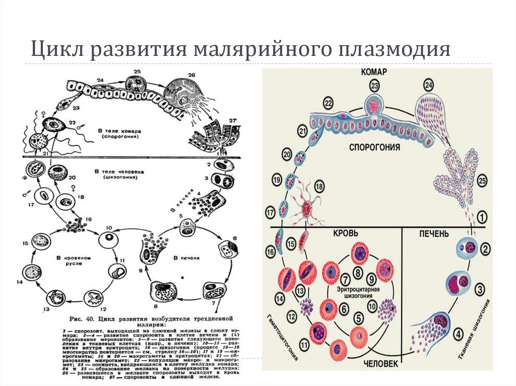 Малярия цикл развития малярийного плазмодия
