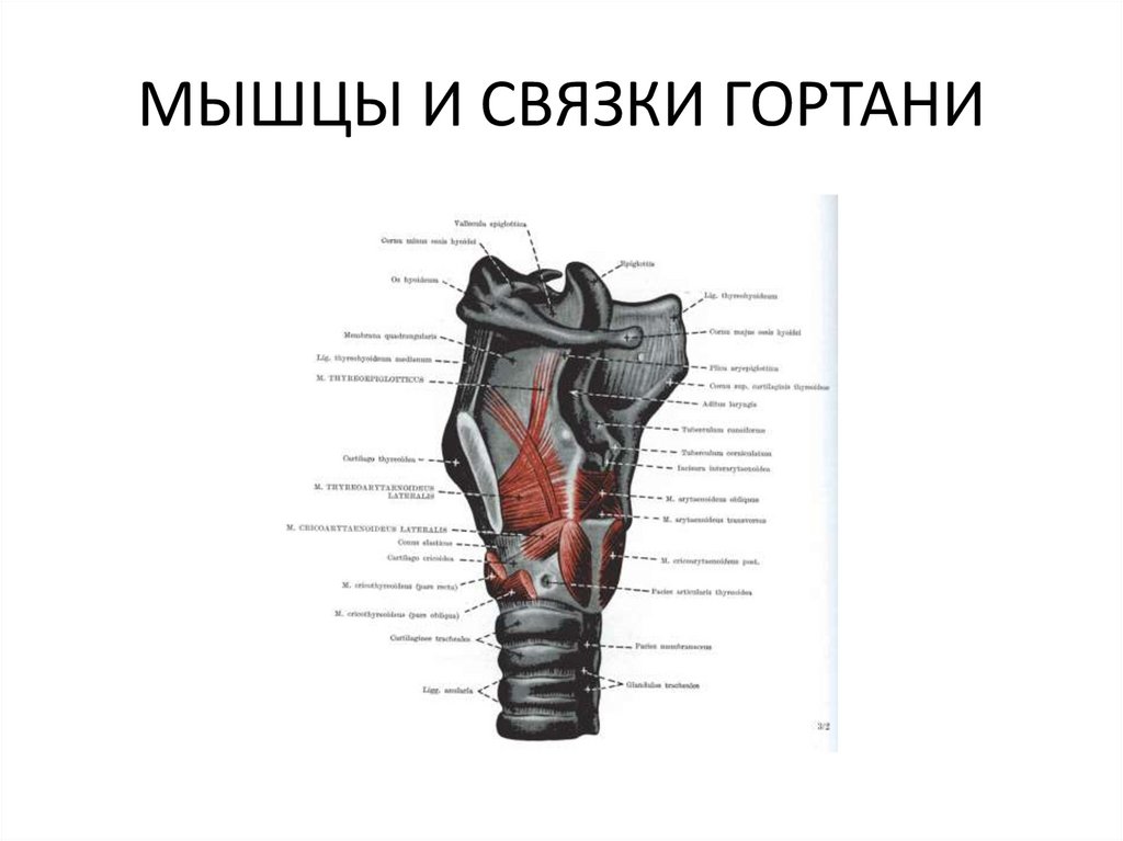 Связки гортани