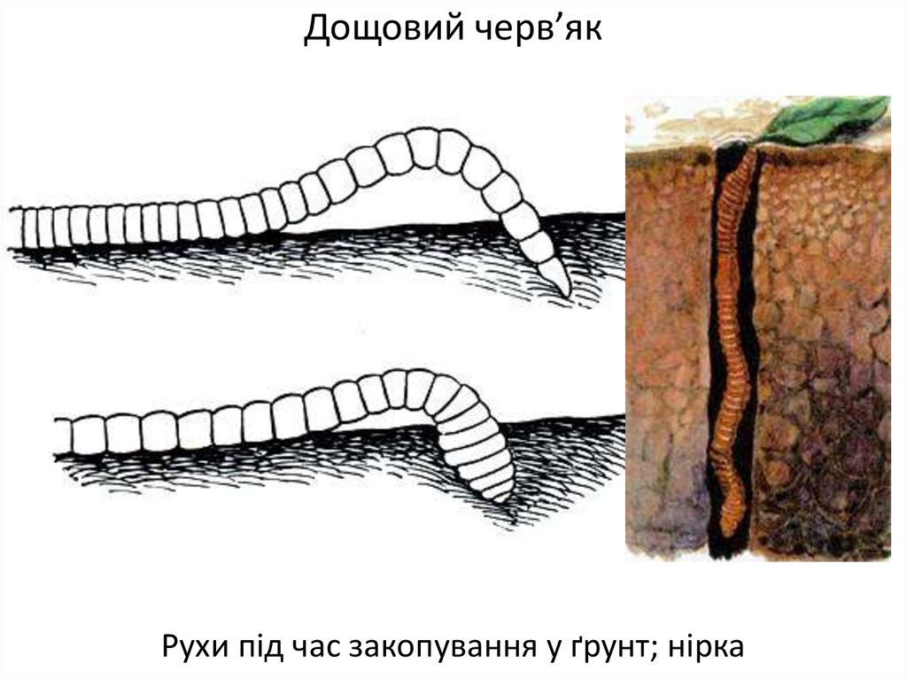 Как нарисовать дождевого червя