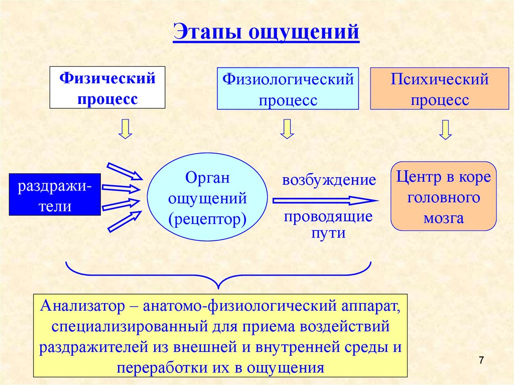 Этапы ощущения. Сферы психической деятельности человека. Познавательная сфера психической деятельности. Основные сферы психики. Этапы психической деятельности.