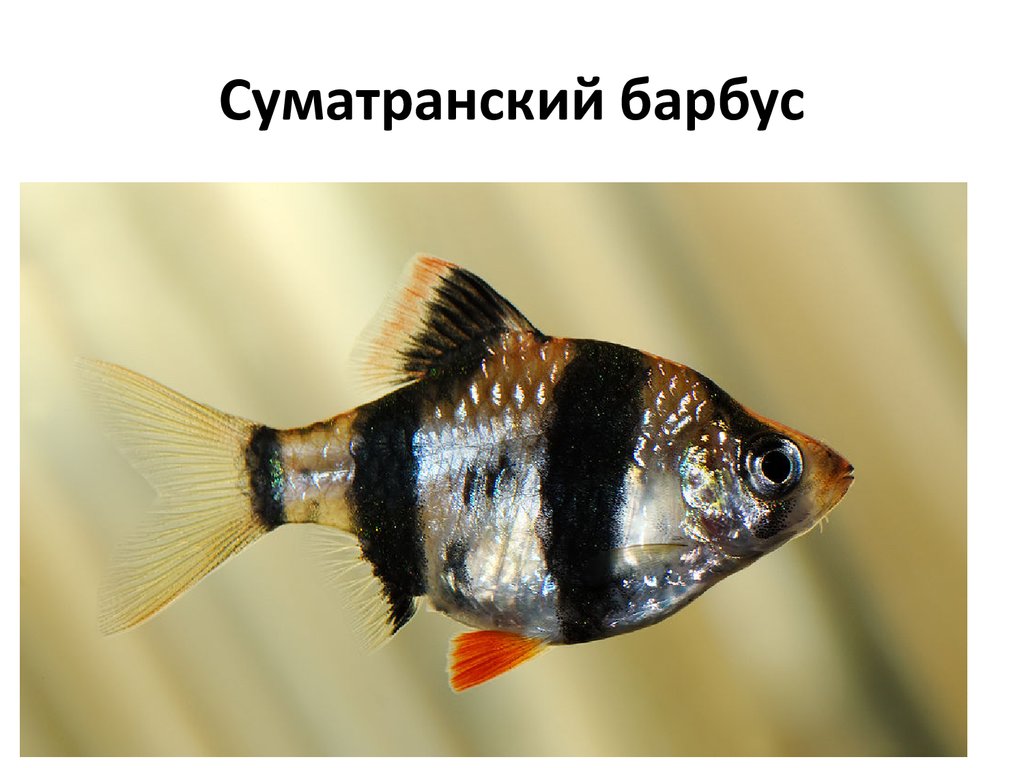 Суматранский барбус