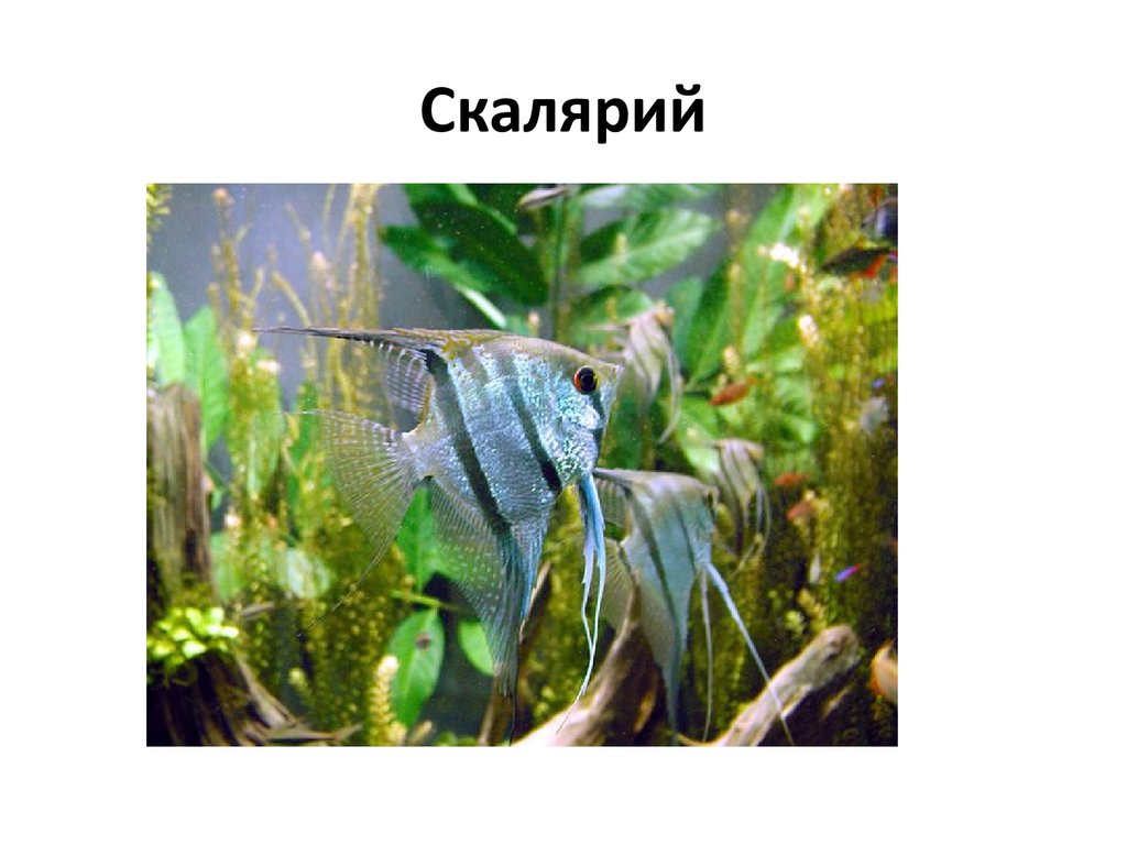 Скалярий