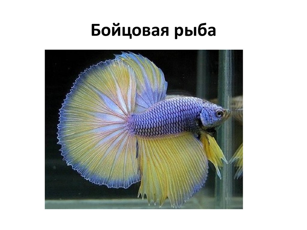 Бойцовая рыба
