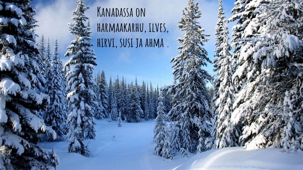 Kanadassa on harmaakarhu, ilves, hirvi, susi ja ahma .